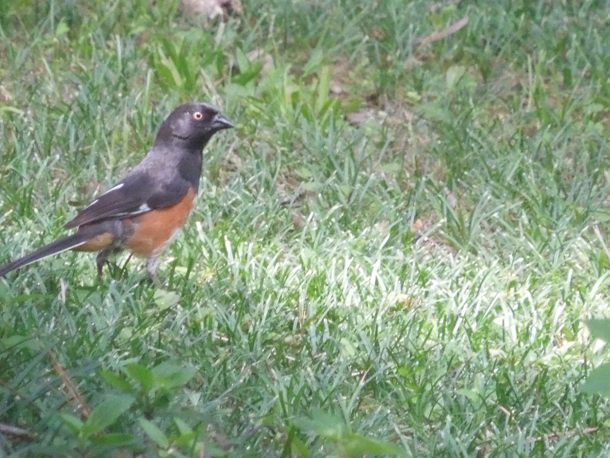 Eastern Towhee - ML354777791