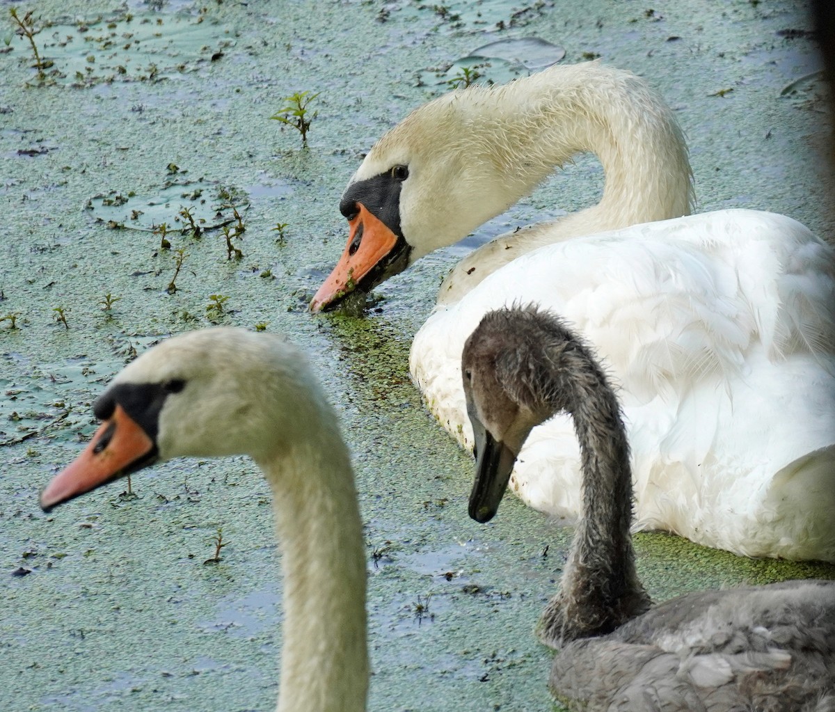Mute Swan - Susan Iannucci