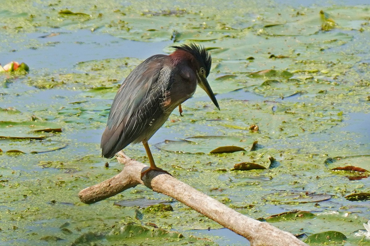 Green Heron - Susan Iannucci