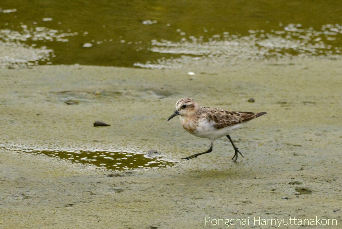 Rotkehl-Strandläufer - ML35478041