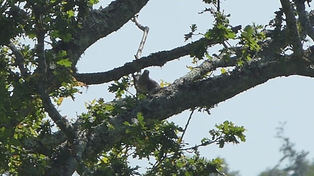Common Cuckoo - ML354781501