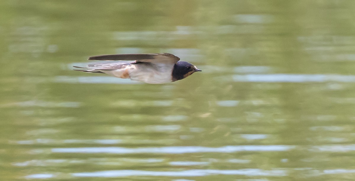 Barn Swallow - ML354781721