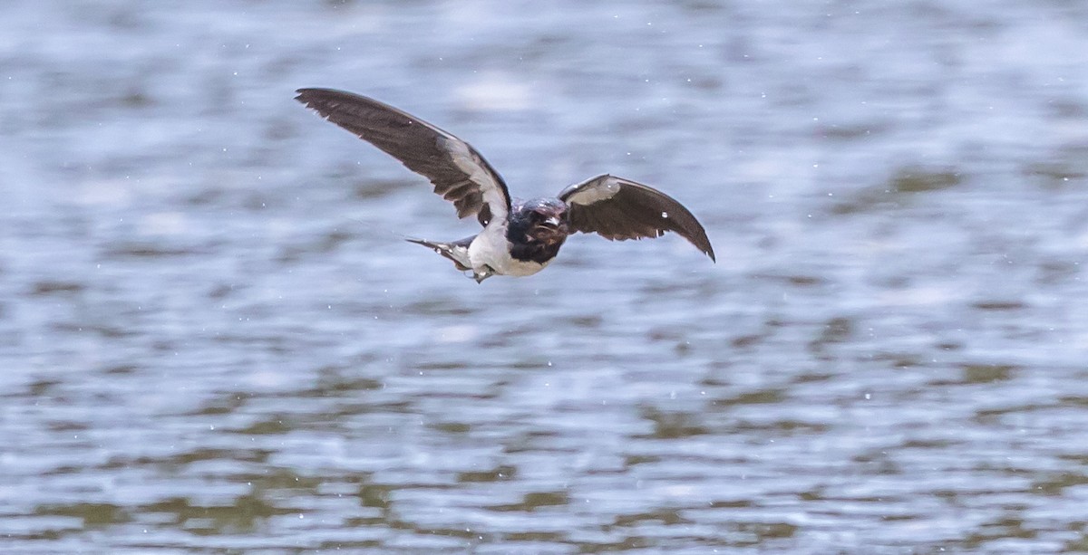 Barn Swallow - ML354781781