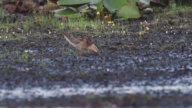 Short-billed Dowitcher - ML354782611