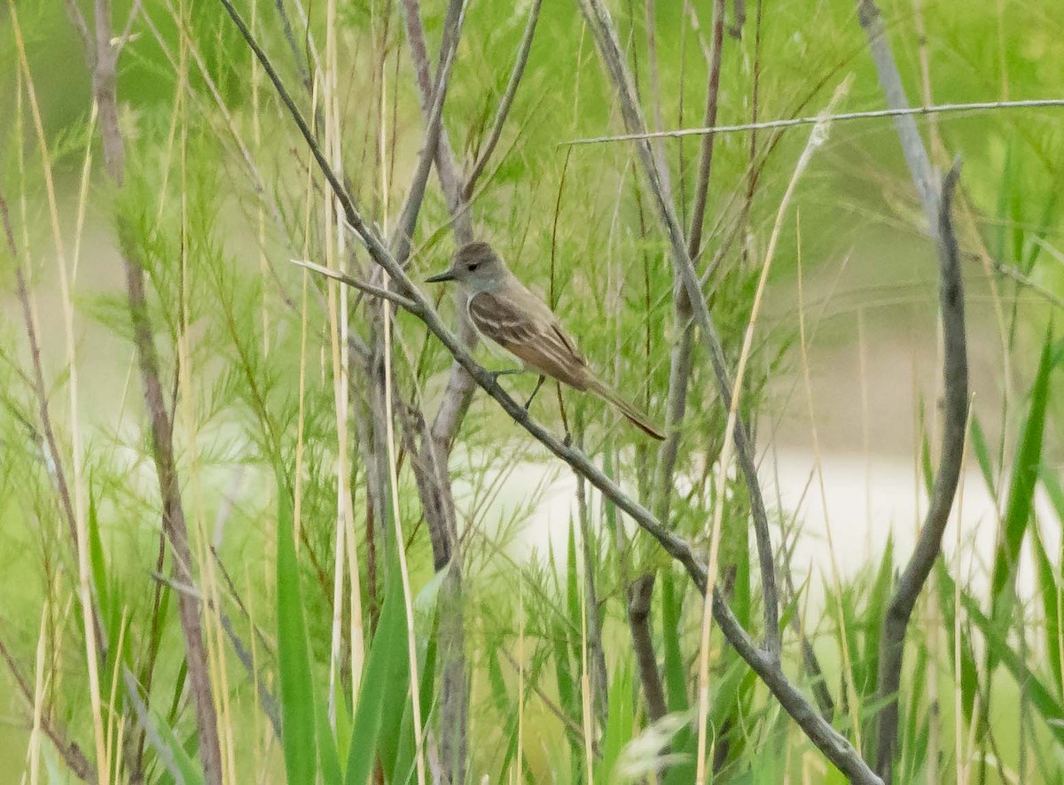 Ash-throated Flycatcher - James Taylor