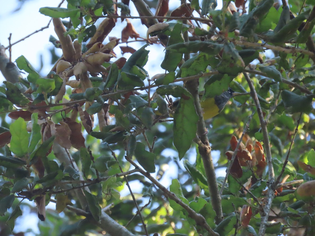 MacGillivray's Warbler - ML354783131