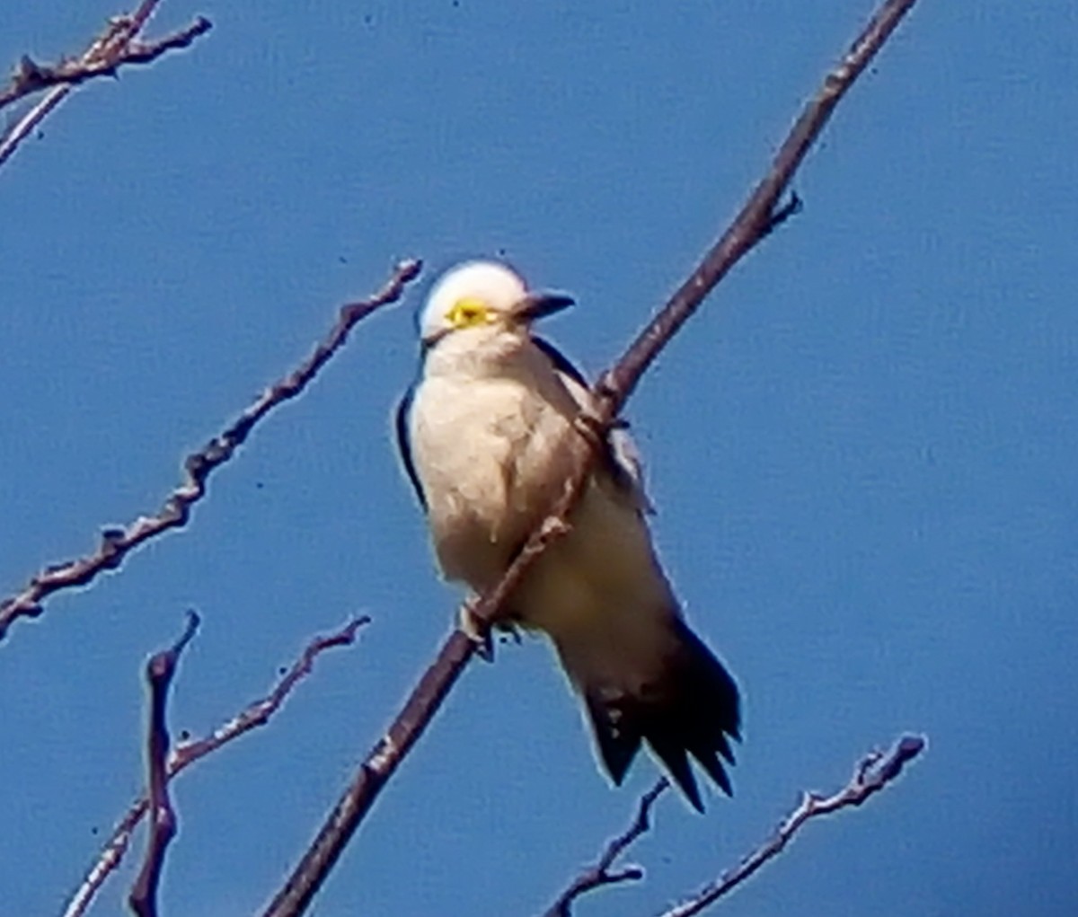 White Woodpecker - ML354785551