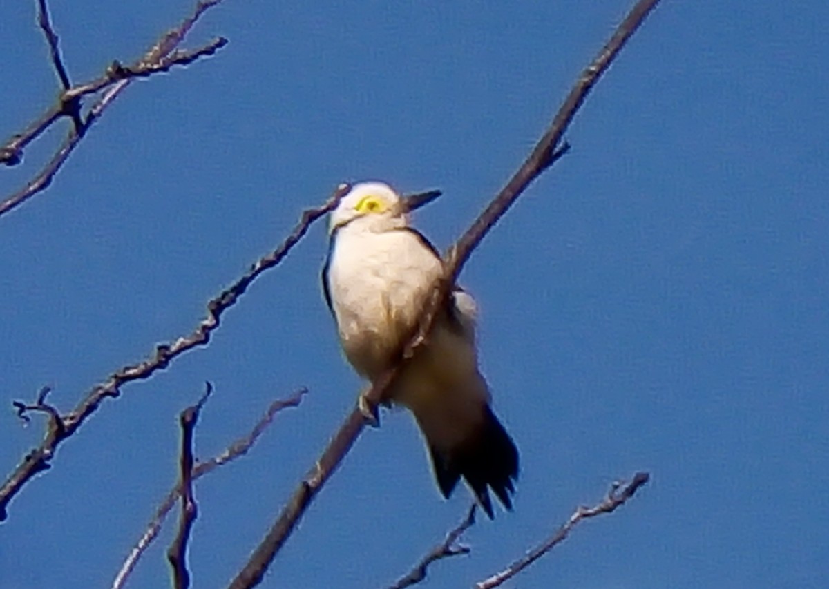 White Woodpecker - ML354785641