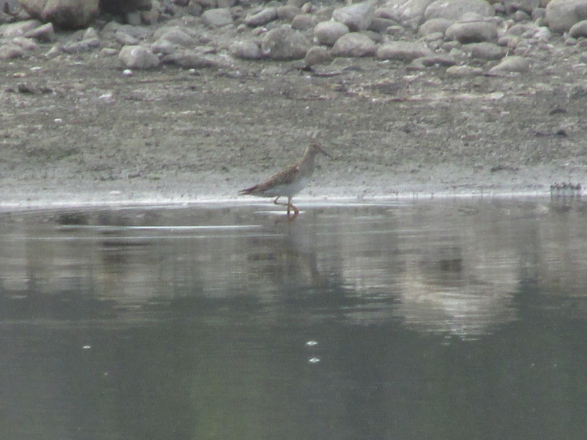 Pectoral Sandpiper - ML35478621