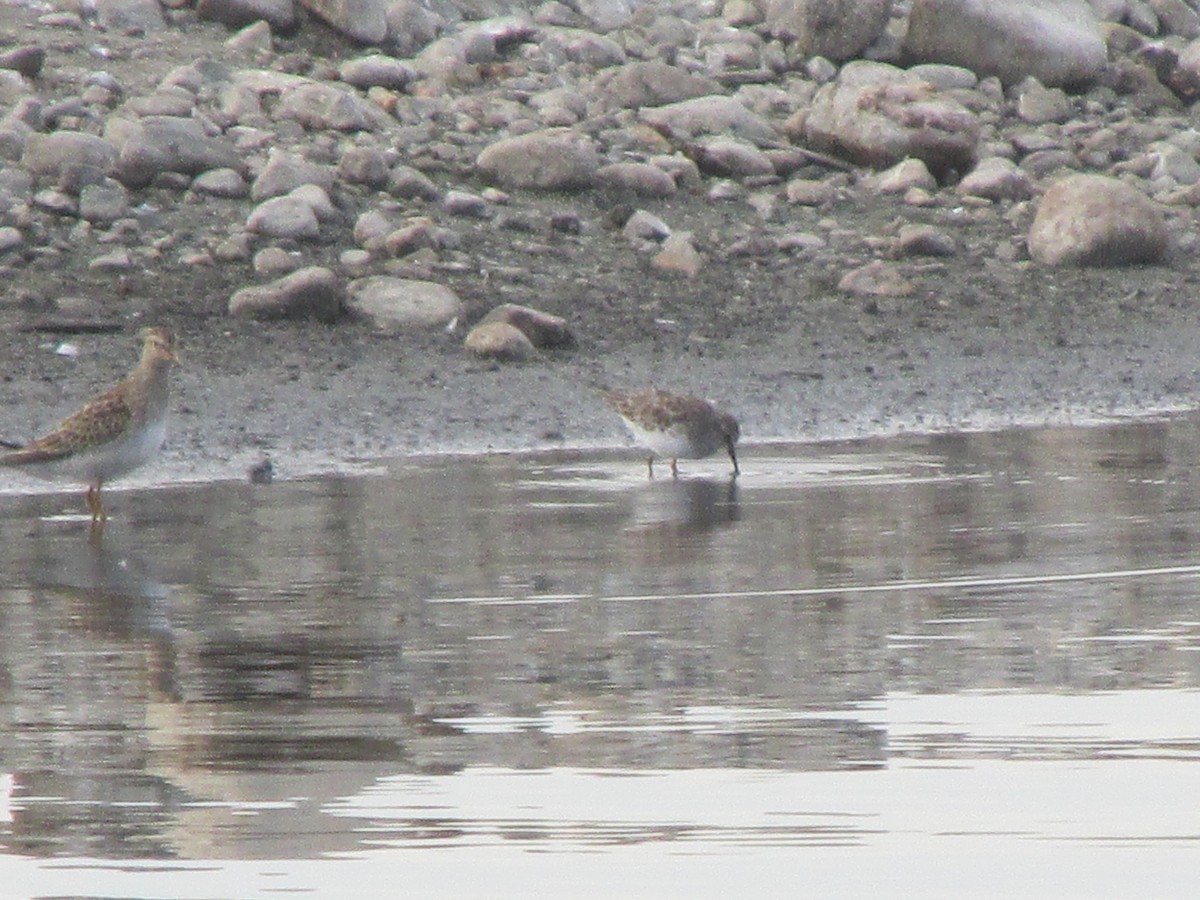 Pectoral Sandpiper - ML35478631