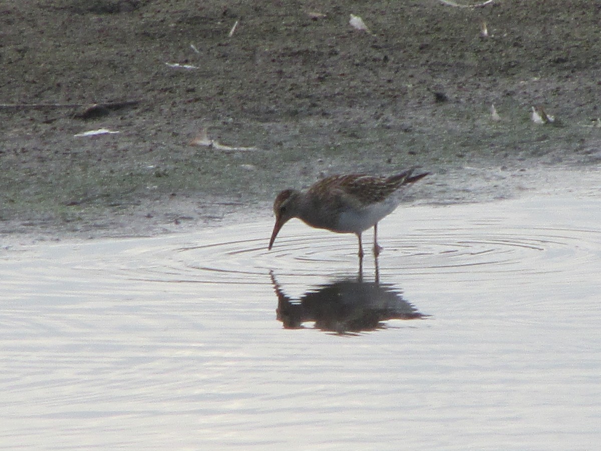 Graubrust-Strandläufer - ML35478641