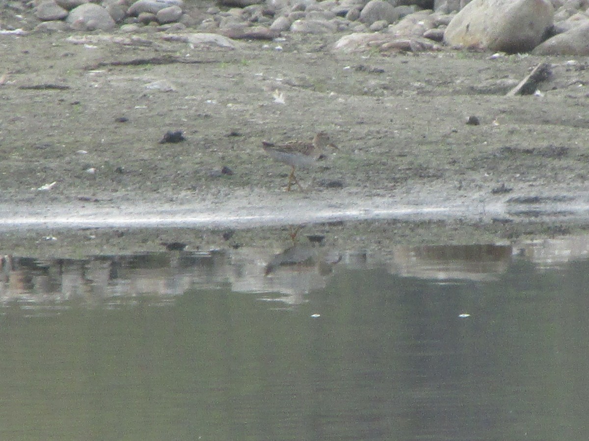 Pectoral Sandpiper - ML35478691