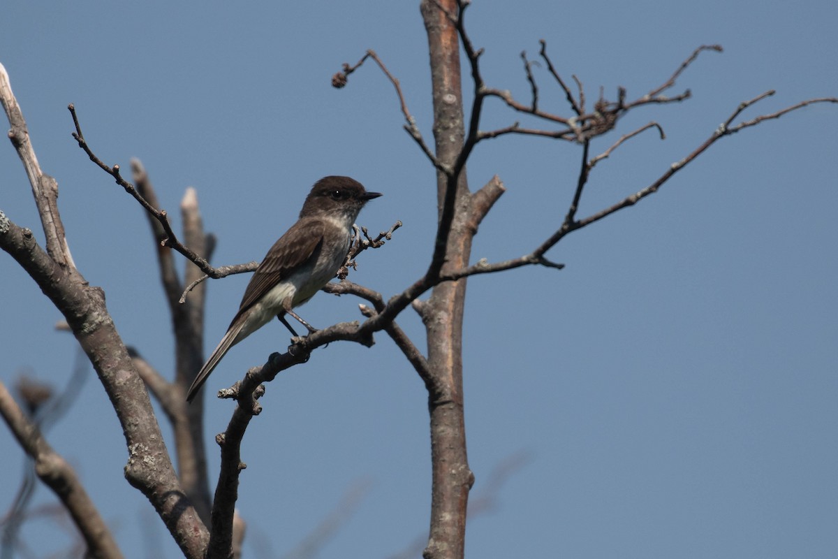 Eastern Phoebe - Alex Lamoreaux