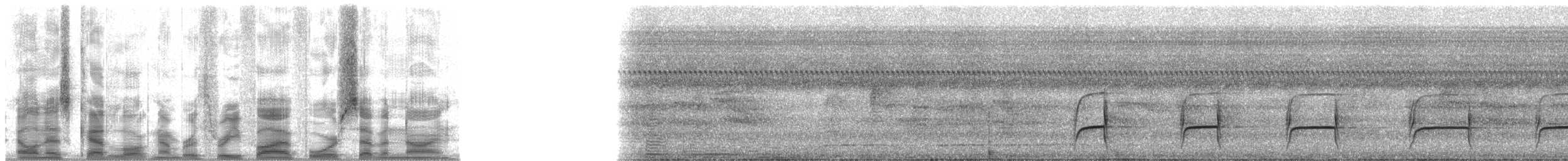 Синелобая якамара - ML35479