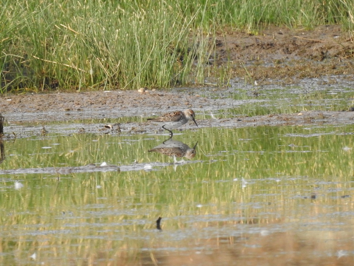 Western Sandpiper - ML354790881