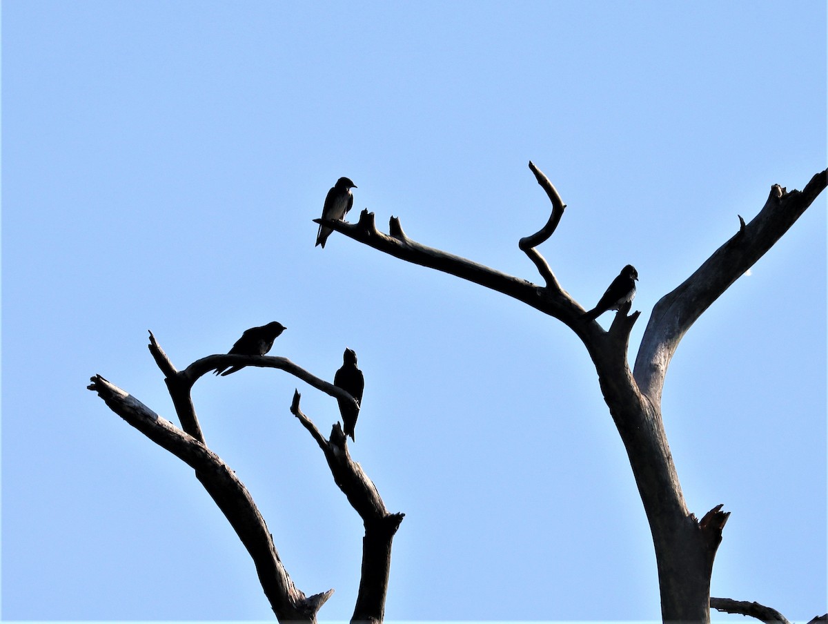 Purple Martin - ML354791511