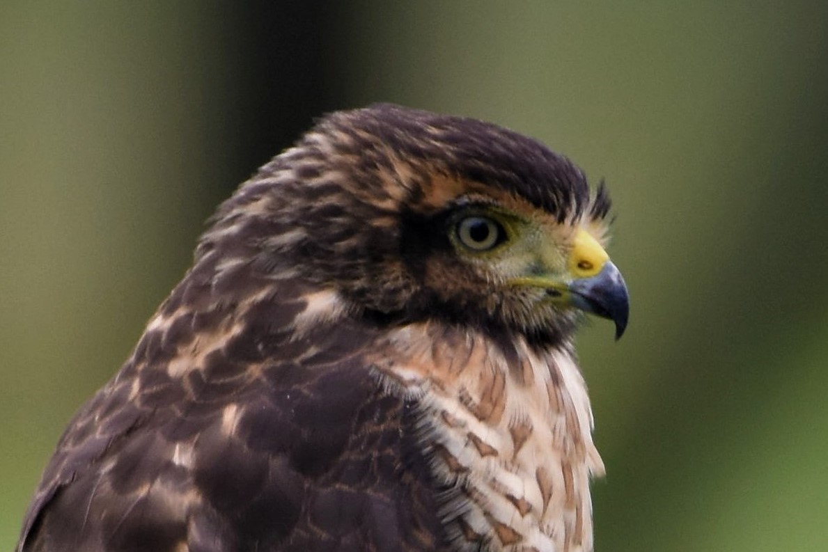 Roadside Hawk - ML354793941