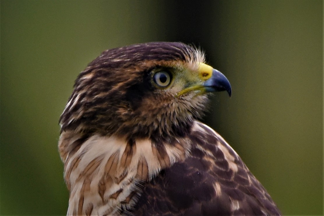 Roadside Hawk - ML354794001