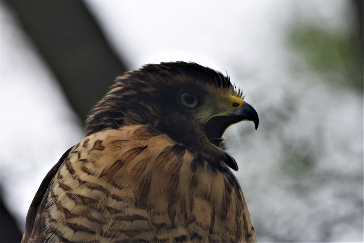 Roadside Hawk - ML354794021