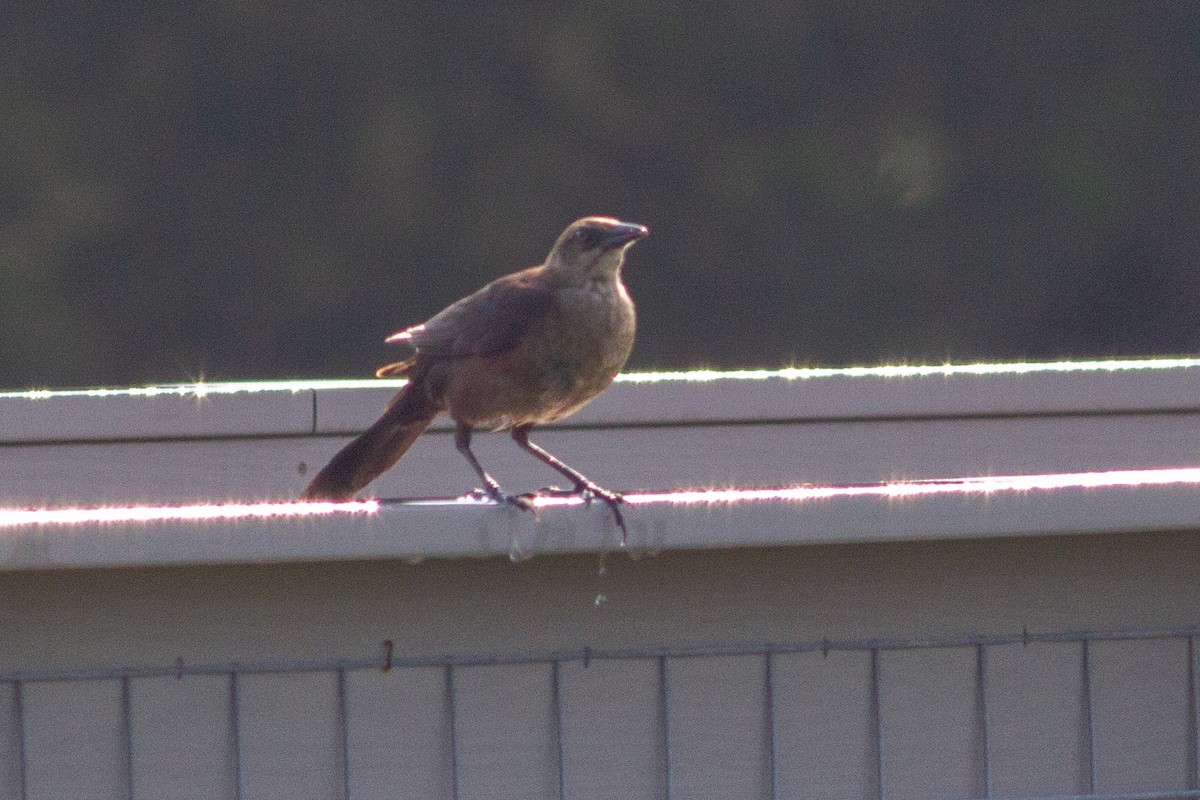 Boat-tailed Grackle - ML354794971