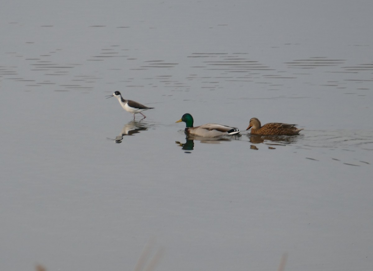 Canard colvert - ML354795391