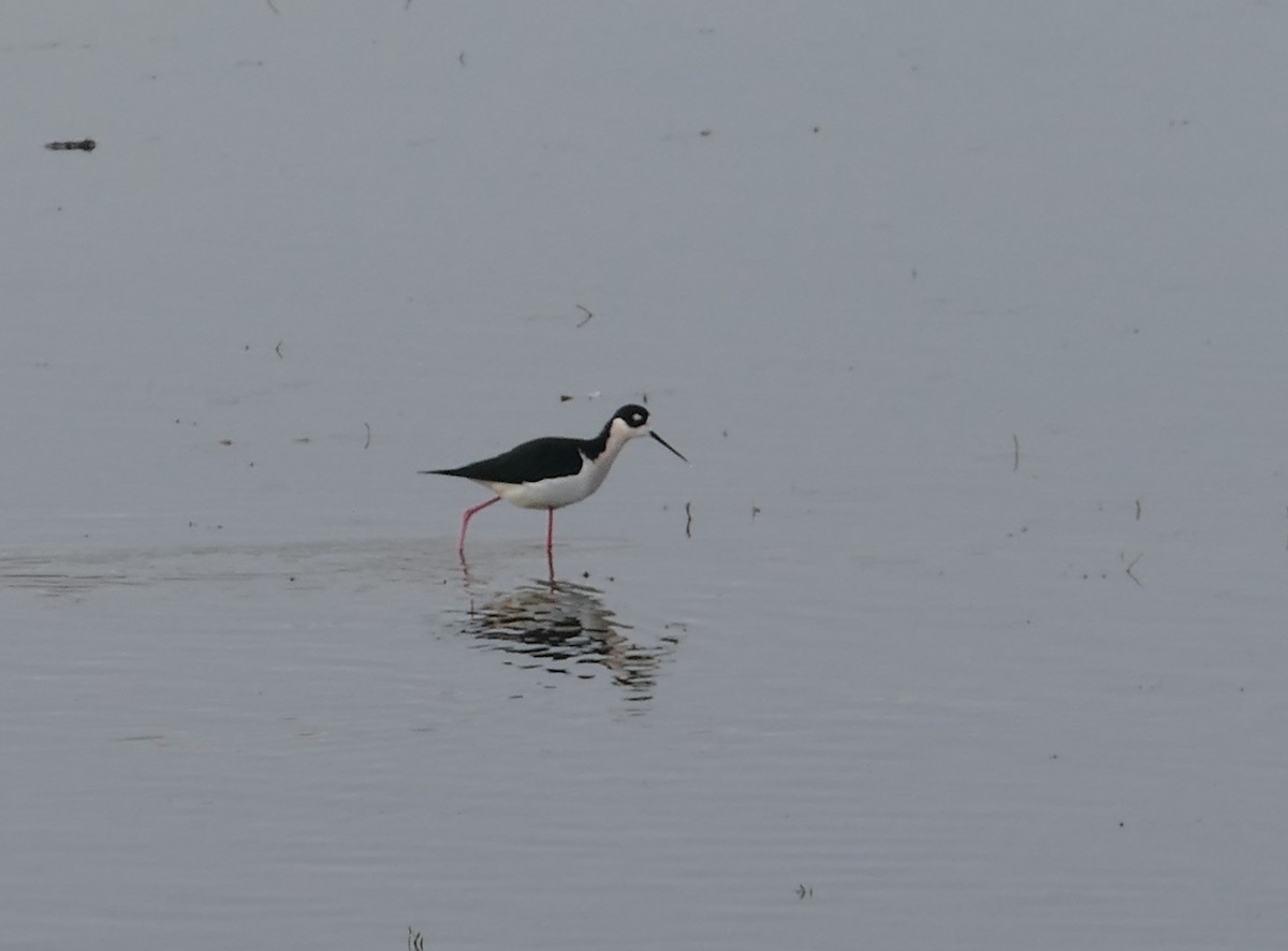 Black-necked Stilt - ML354795601