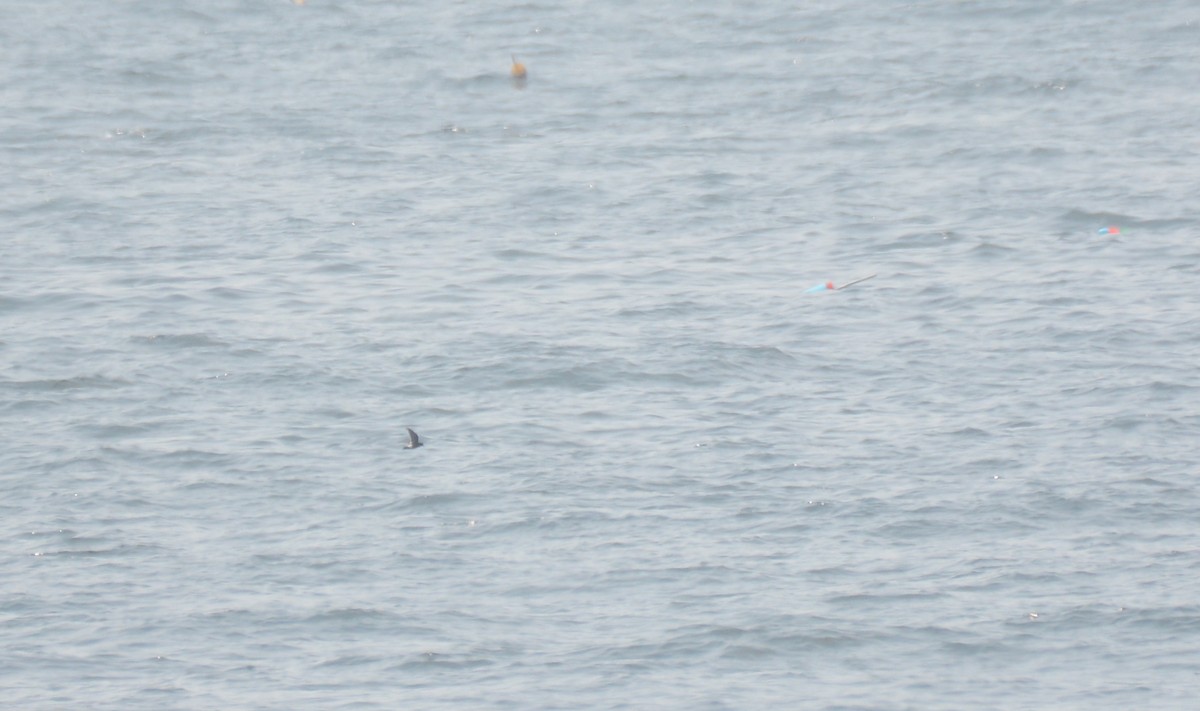 Wilson's Storm-Petrel - ML354795851