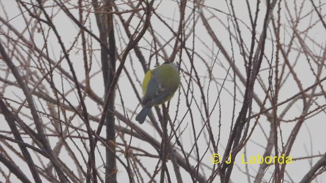 Eurasian Blue Tit - ML354795941