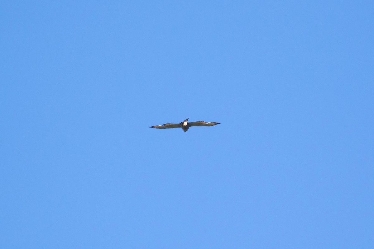 Broad-winged Hawk - ML354797771