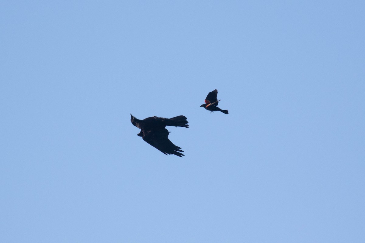 American Crow - ML354797811