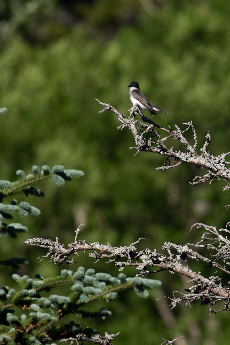 Eastern Kingbird - ML354797891