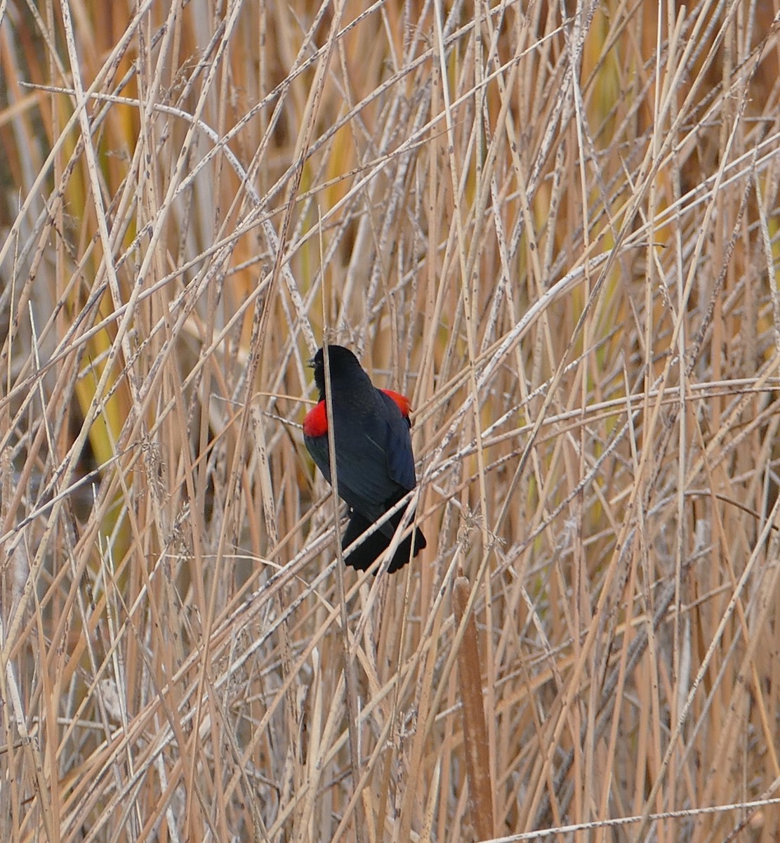 Red-winged Blackbird - Nancy Houlihan