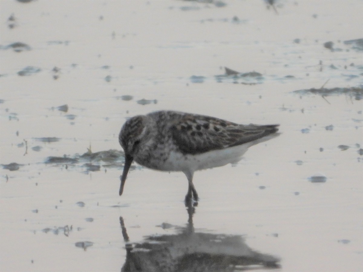 Western Sandpiper - Mark Nolen