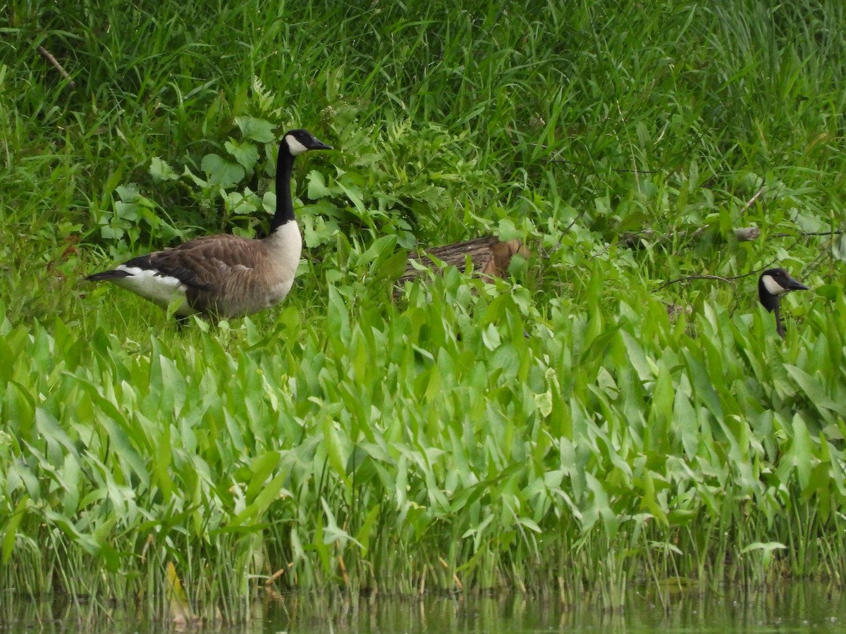 Canada Goose - ML354800181