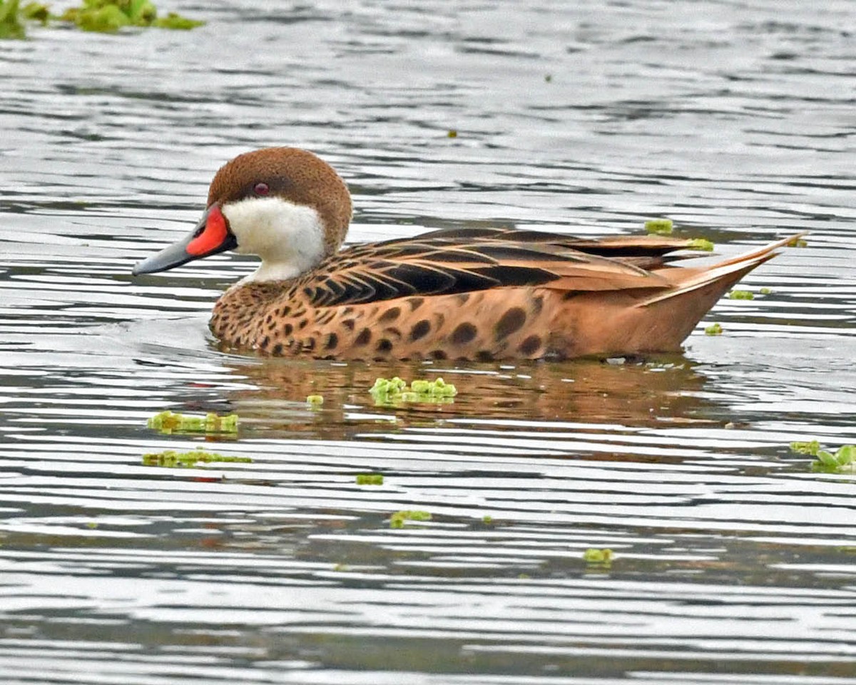 White-cheeked Pintail - ML354800271