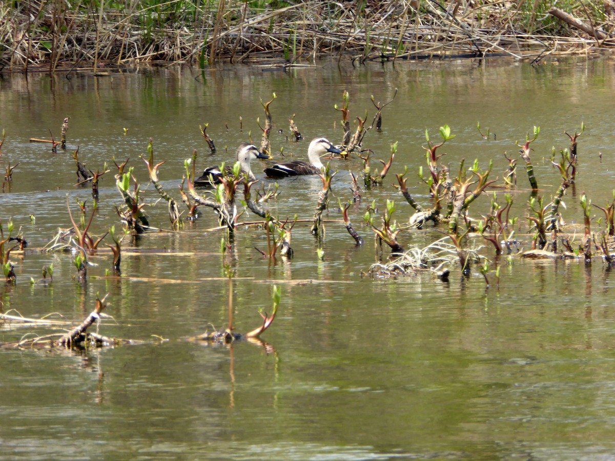 Eastern Spot-billed Duck - ML354801881