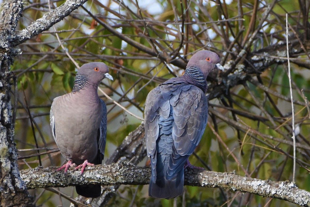 Picazuro Pigeon - ML354803221