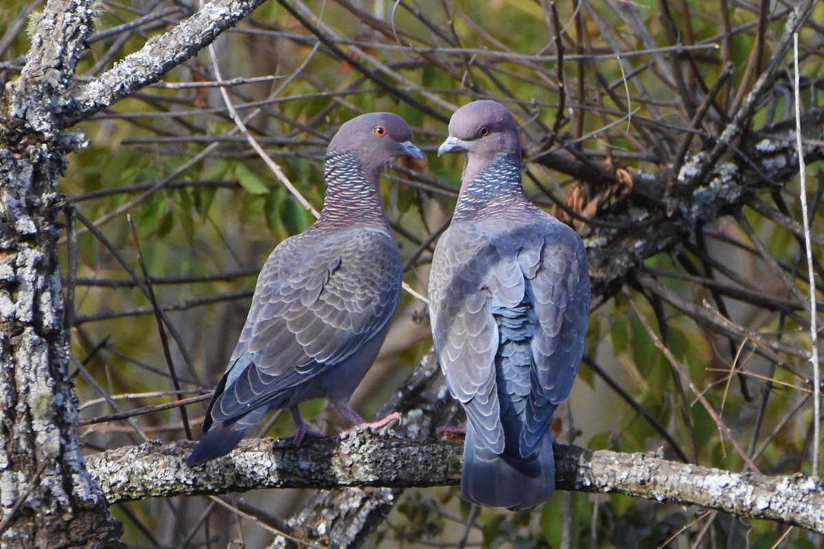 Picazuro Pigeon - ML354803231