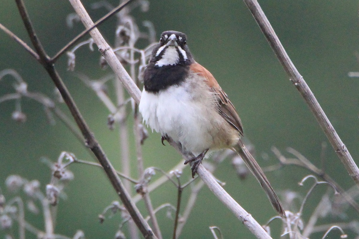Black-chested Sparrow - ML354803351