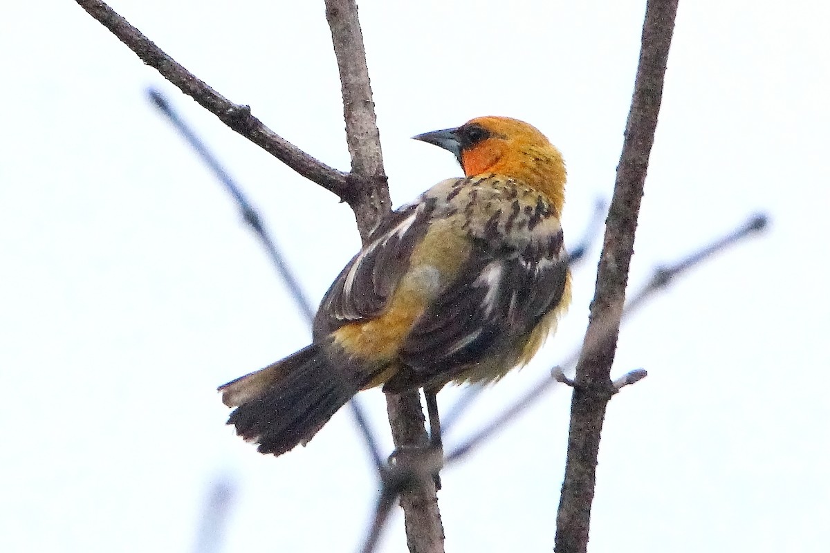 Oriole à dos rayé (groupe pustulatus) - ML354803441