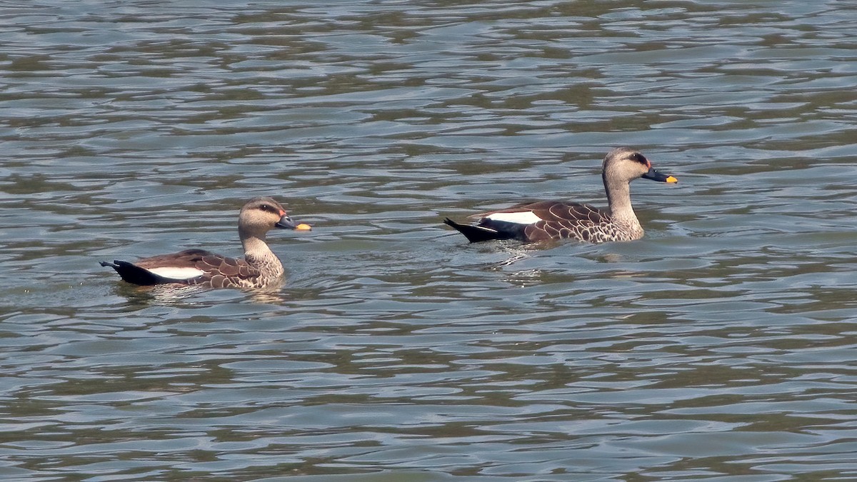 Indian Spot-billed Duck - ML354803711