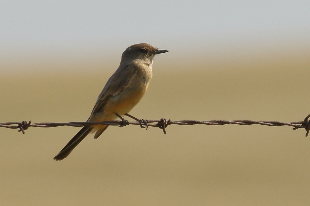 Say's Phoebe - ML354803821