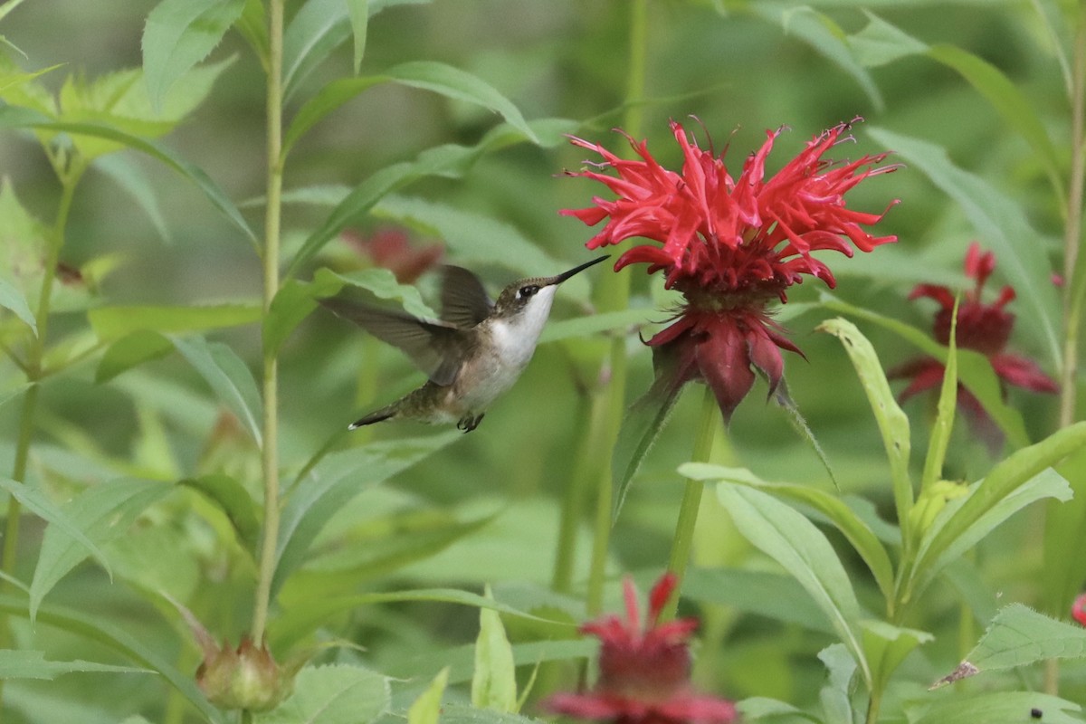 Colibri à gorge rubis - ML354805051