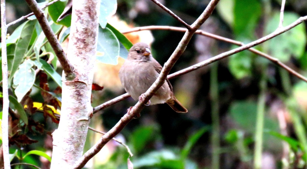 Dull-colored Grassquit - ML35480591