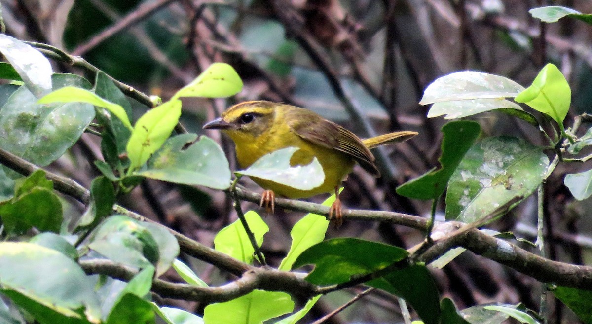 Reinita Ventridorada (chrysogaster) - ML35480631