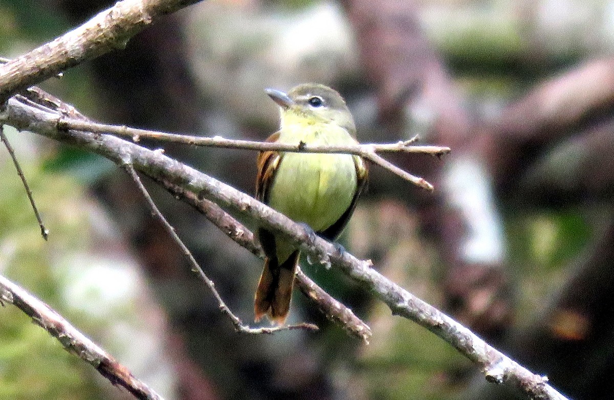 White-winged Becard - ML35480701