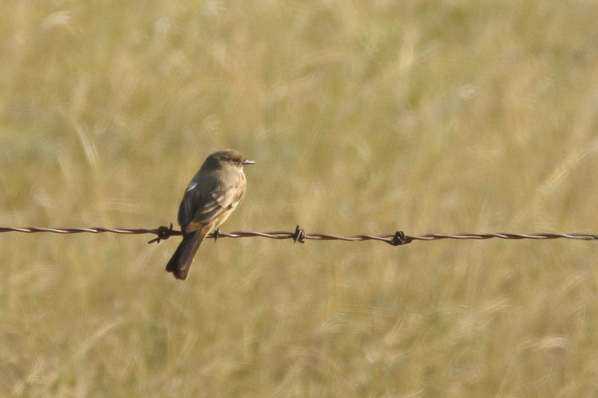 Say's Phoebe - ML354807861