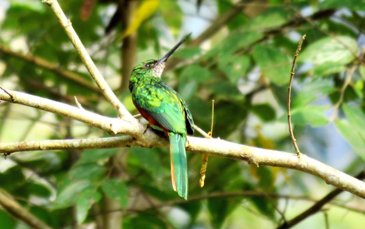 Bluish-fronted Jacamar - ML35480821