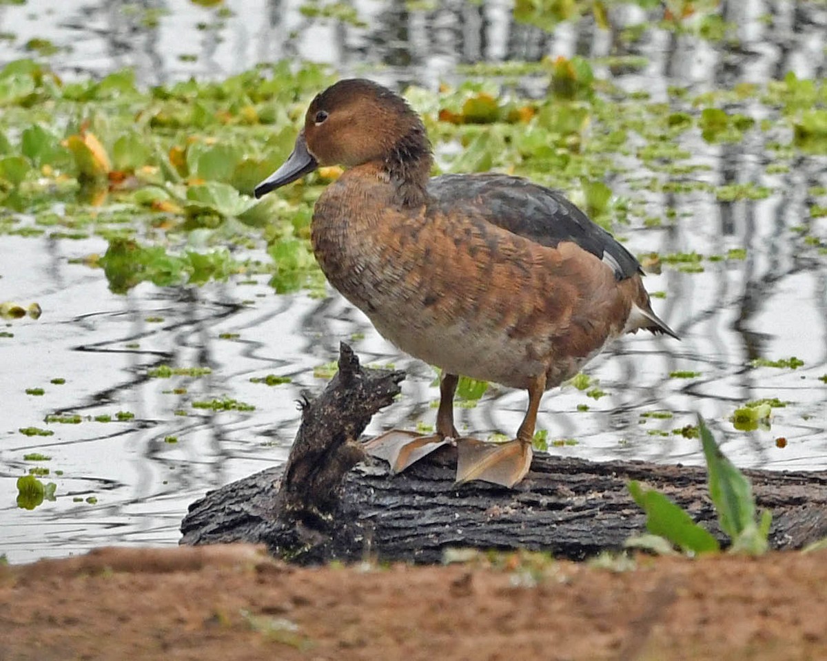 Rosy-billed Pochard - ML354808361