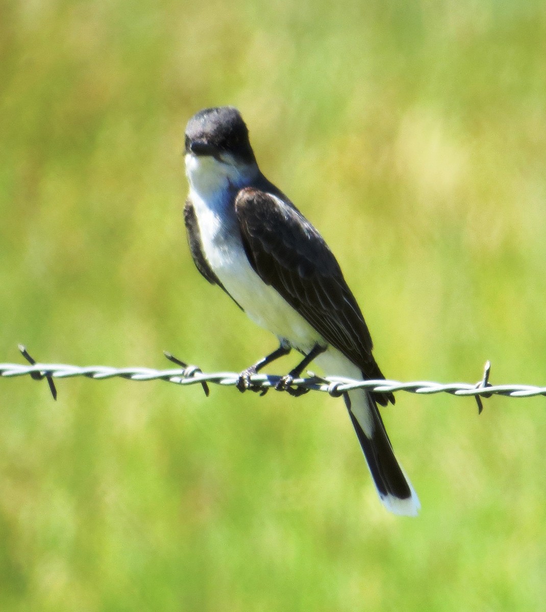 Eastern Kingbird - Nels Nelson